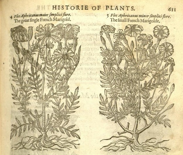 Gerard French Marigold 01a