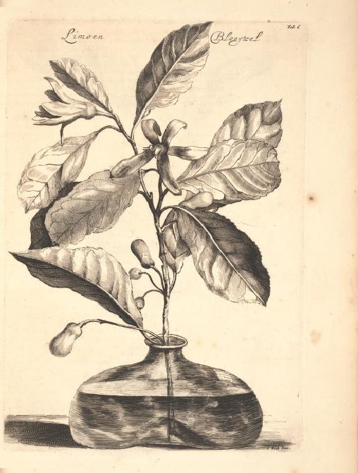 Limoen en Oranje Boomen 02a