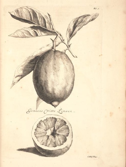 Limoen en Oranje Boomen 03a