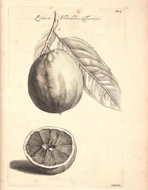 Limoen en Oranje Boomen 04a