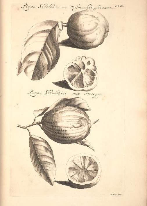 Limoen en Oranje Boomen 05a