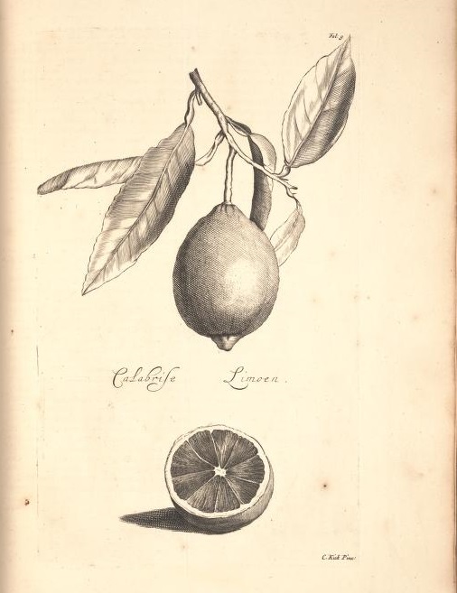 Limoen en Oranje Boomen 06a