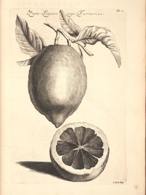 Limoen en Oranje Boomen 07a