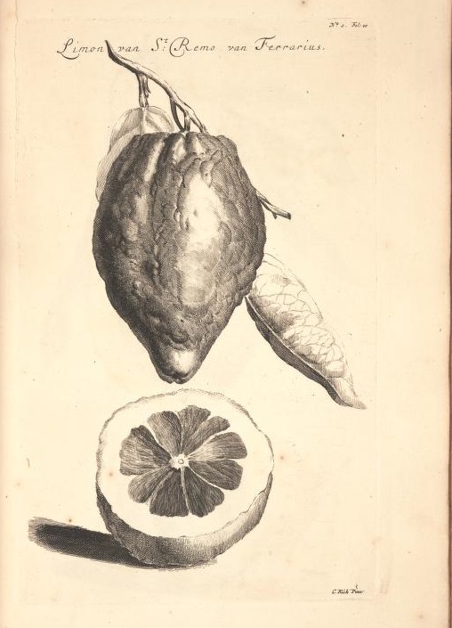 Limoen en Oranje Boomen 08a