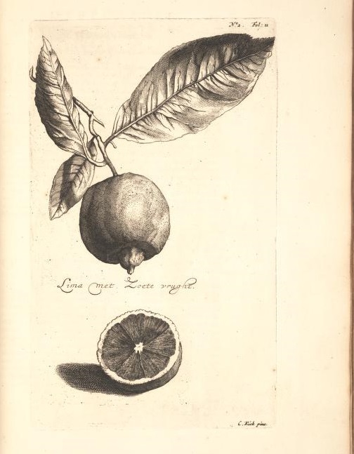 Limoen en Oranje Boomen 09a