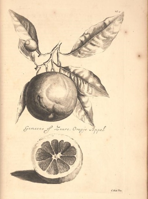 Limoen en Oranje Boomen 10a