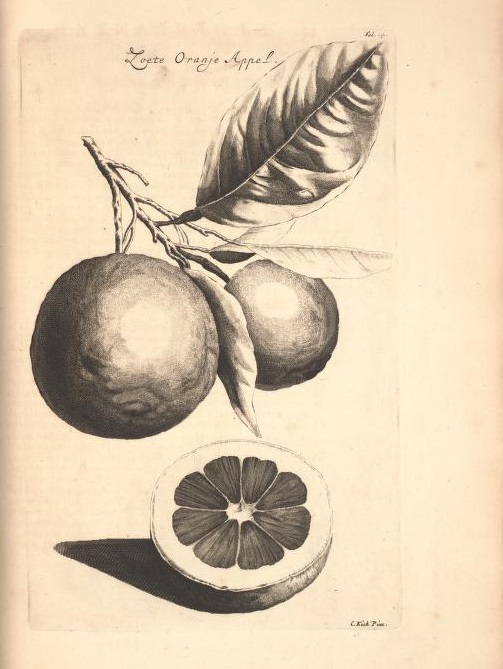 Limoen en Oranje Boomen 11a