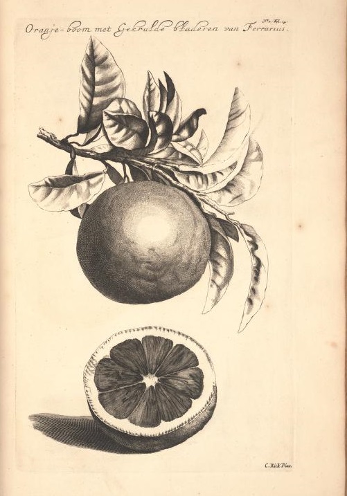 Limoen en Oranje Boomen 12a