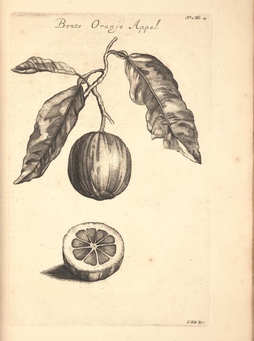 Limoen en Oranje Boomen 13a