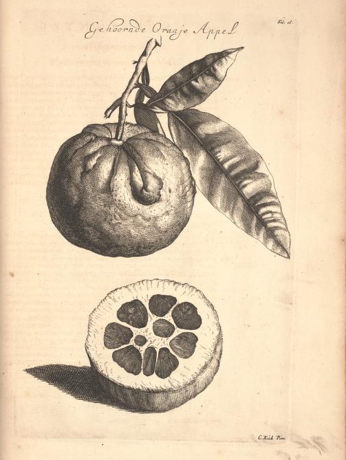 Limoen en Oranje Boomen 14a