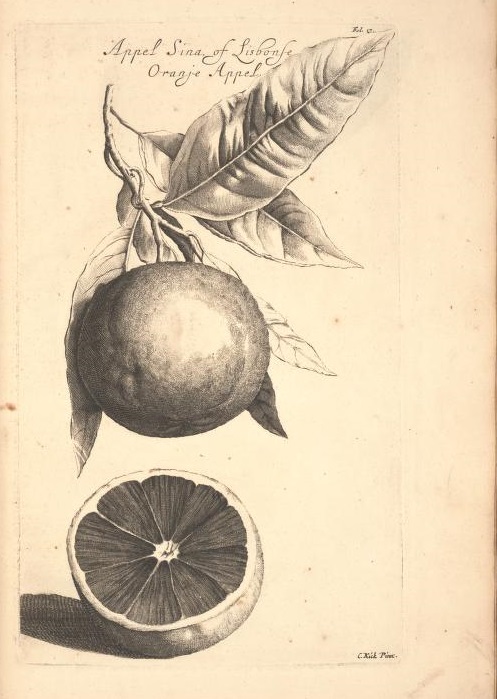 Limoen en Oranje Boomen 15a