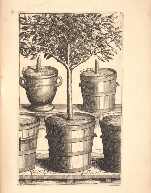 Limoen en Oranje Boomen 16a