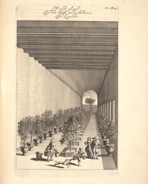 Limoen en Oranje Boomen 17a