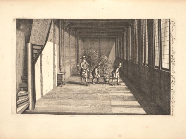 Limoen en Oranje Boomen 21a