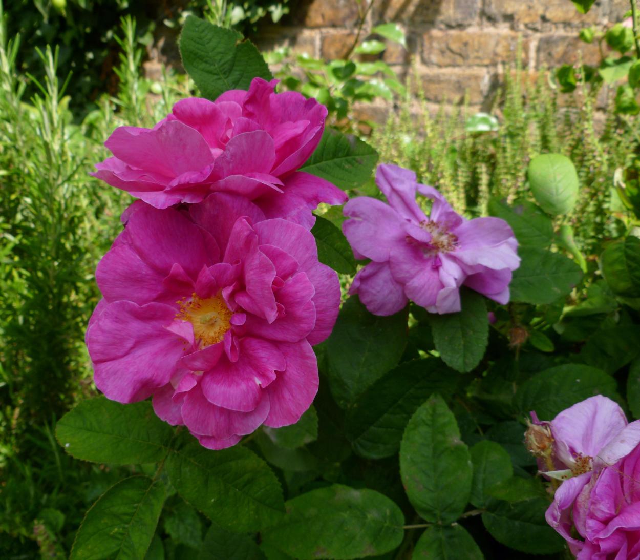 Roses | Planting Diaries