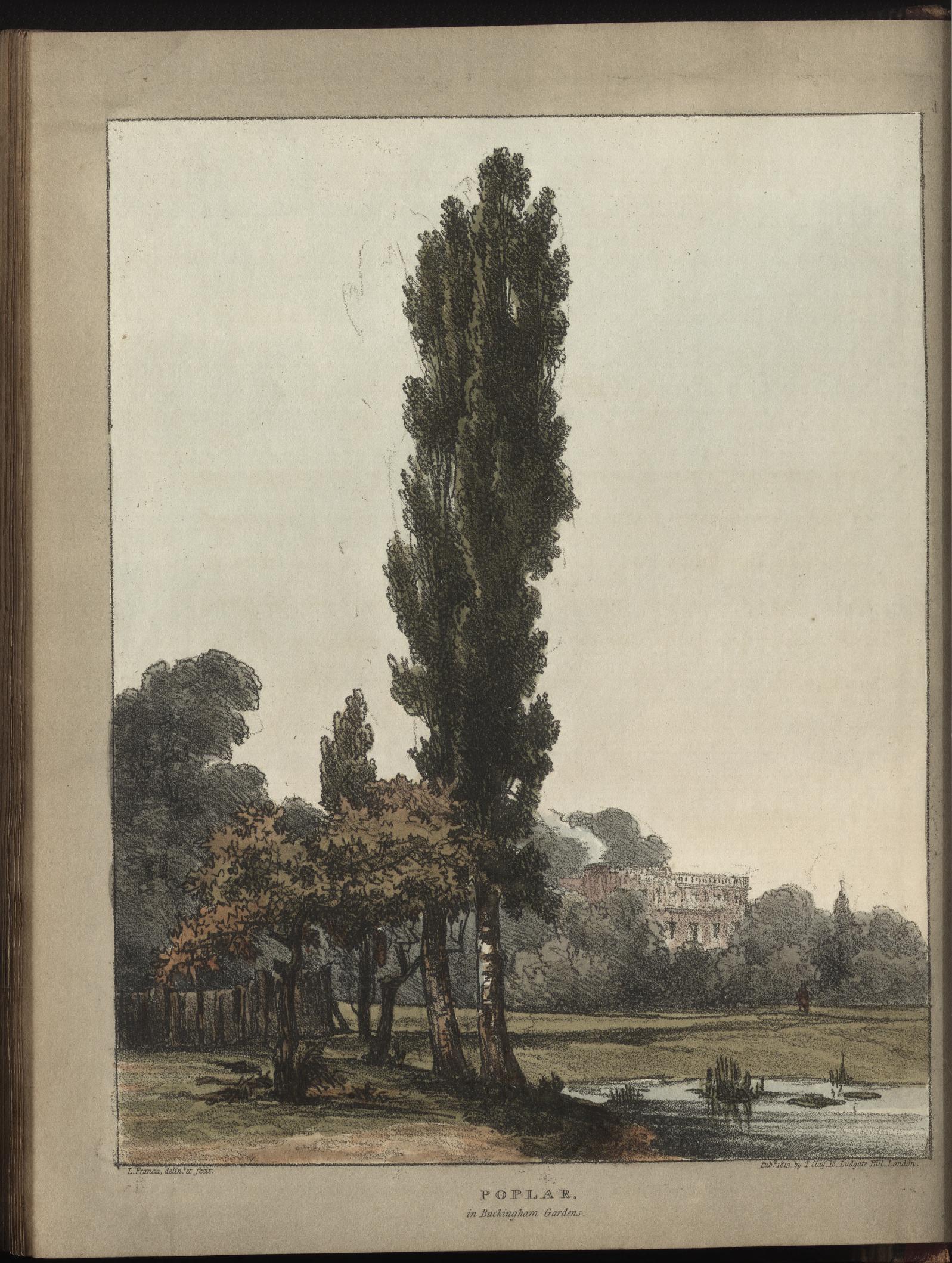The Character of Trees | Planting Diaries