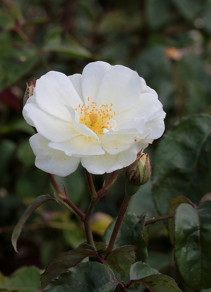 Roses | Planting Diaries